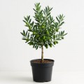 Olive Sapling