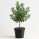Olive Sapling