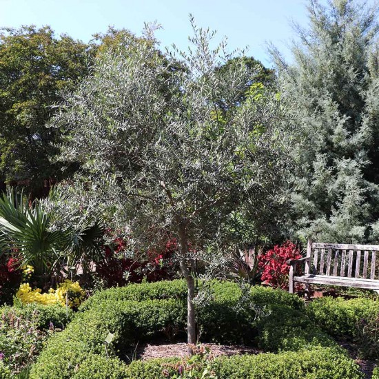 Arbequina Olive Sapling Arbequina Olive Sapling