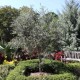 Arbequina Olive Sapling Arbequina Olive Sapling