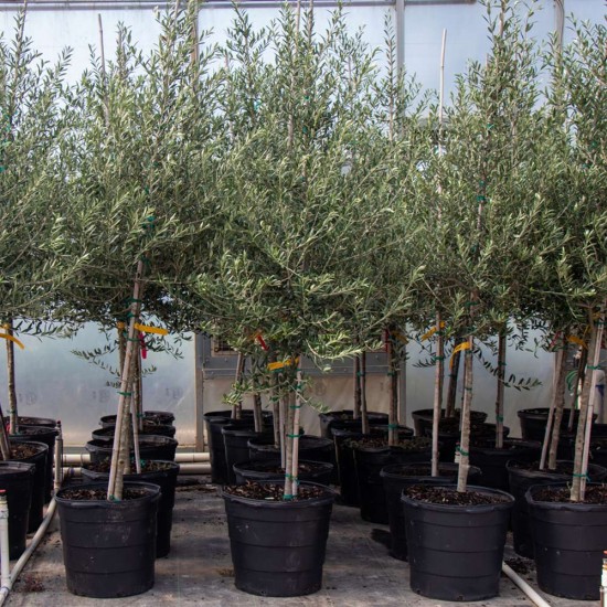 Arbequina Olive Sapling Arbequina Olive Sapling