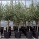 Arbequina Olive Sapling Arbequina Olive Sapling
