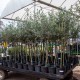 Arbequina Olive Sapling Arbequina Olive Sapling