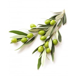 Arbequina Olive Sapling