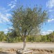 Frantoio Olive Sapling 