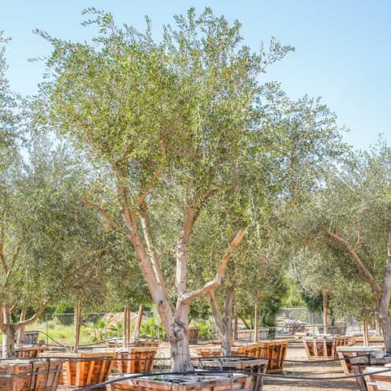 Frantoio Olive Sapling 