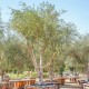 Frantoio Olive Sapling 