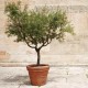 Frantoio Olive Sapling 