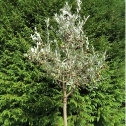 Leccino Olive Sapling 