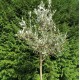 Leccino Olive Sapling 