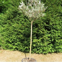 Leccino Olive Sapling 