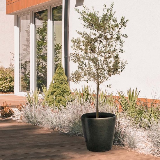 Leccino Olive Sapling 