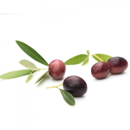 Leccino Olive Sapling 