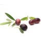 Leccino Olive Sapling 