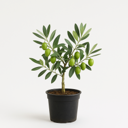 Manzanilla Olive Sapling 