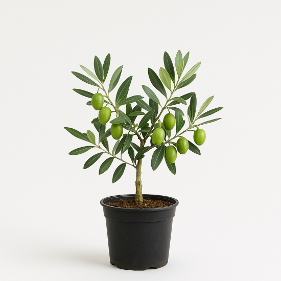 Manzanilla Olive Sapling Manzanilla Olive Sapling